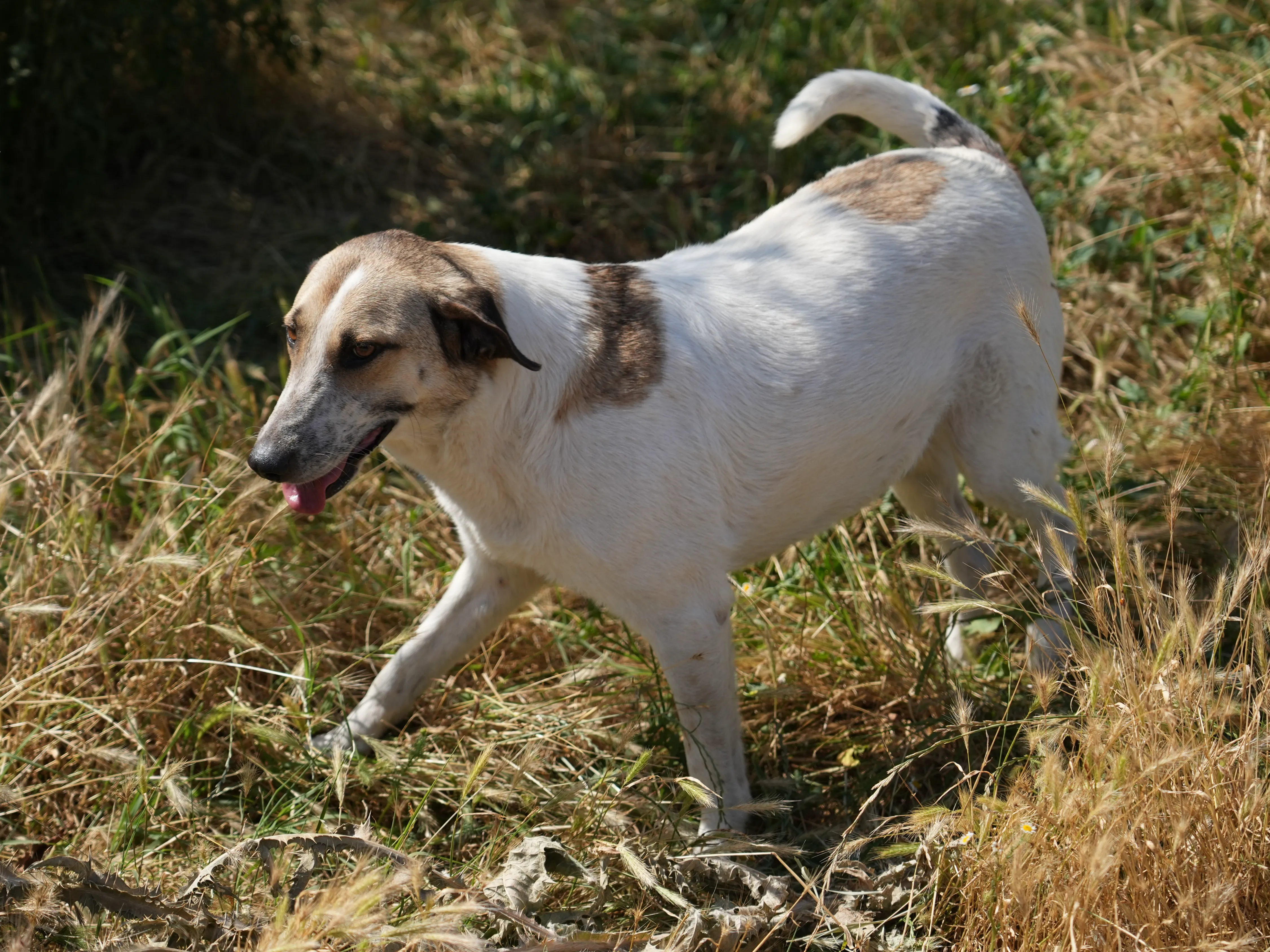Lenia