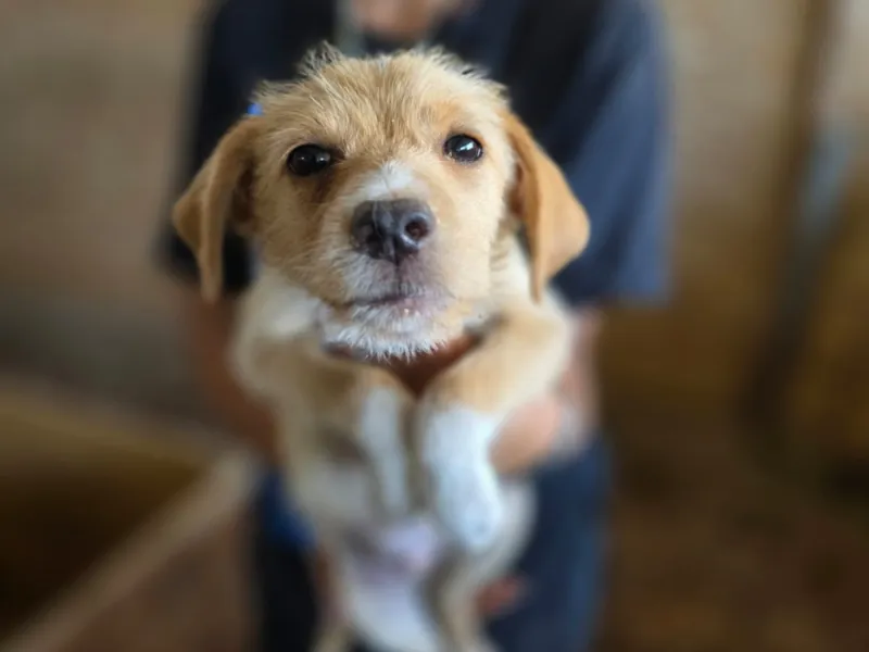 Nolan