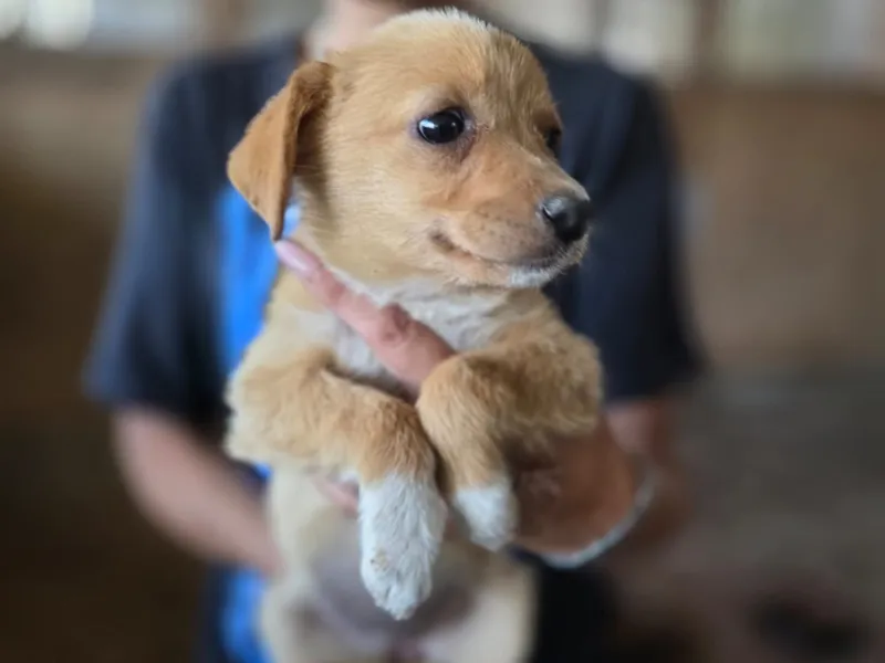Nova