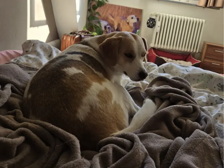 Bella