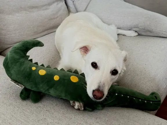 Zelda