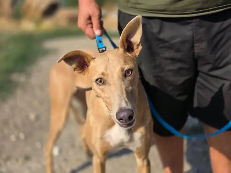Stella