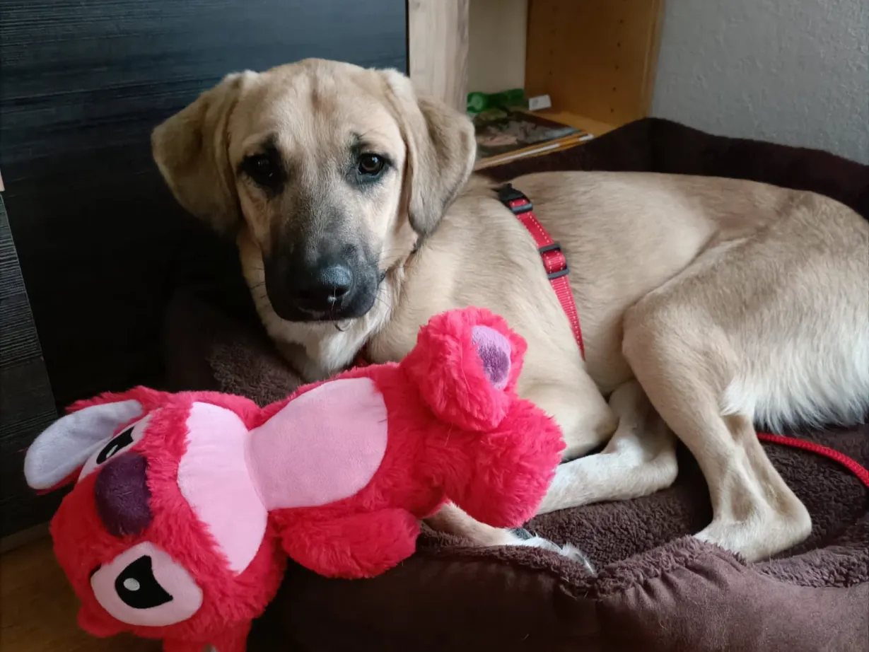 Koda (ehemals Chico)
