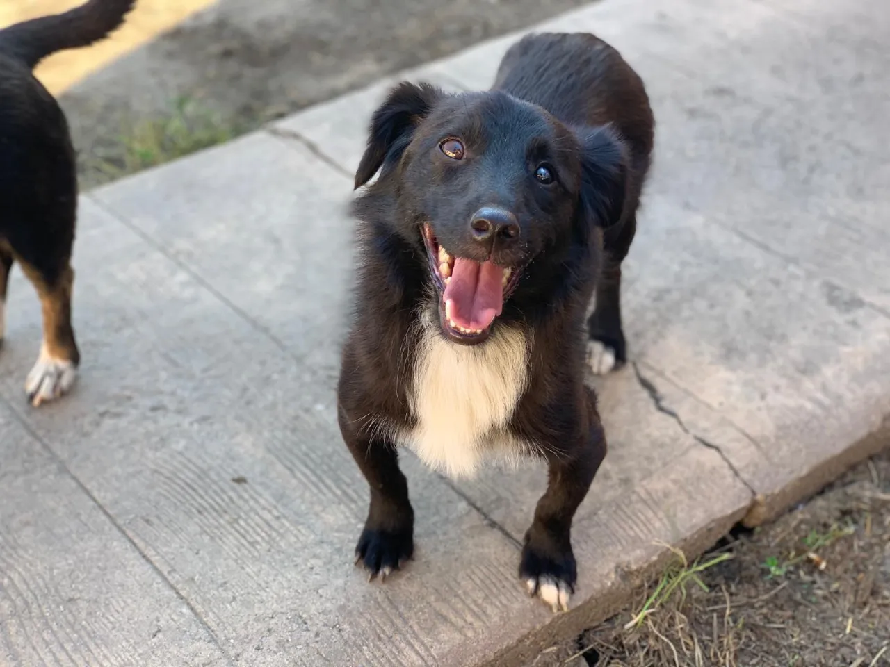 Blacky