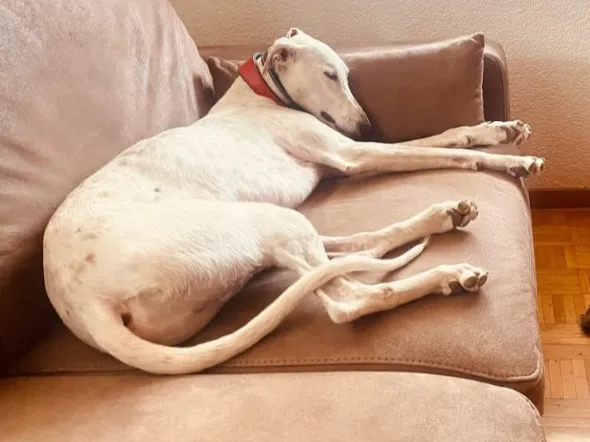 Max