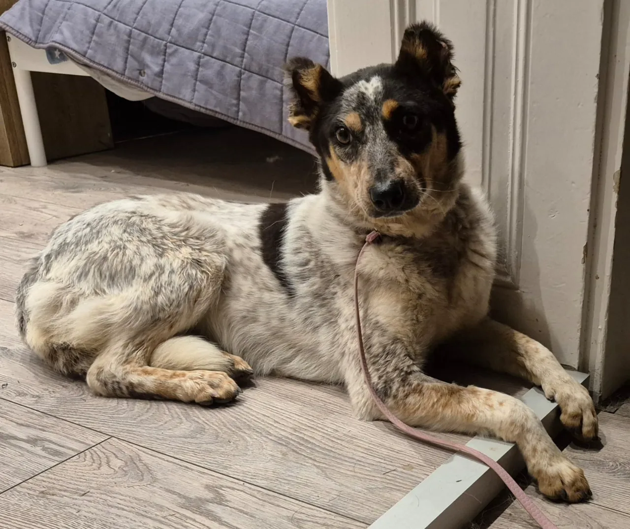 Nala