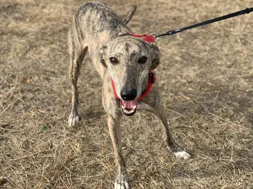 Paloma