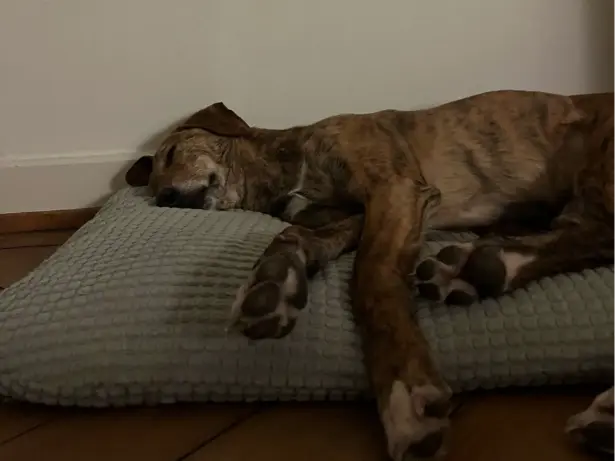 Snoop (ehemals Pote)