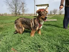 Cora