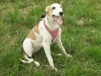Darla