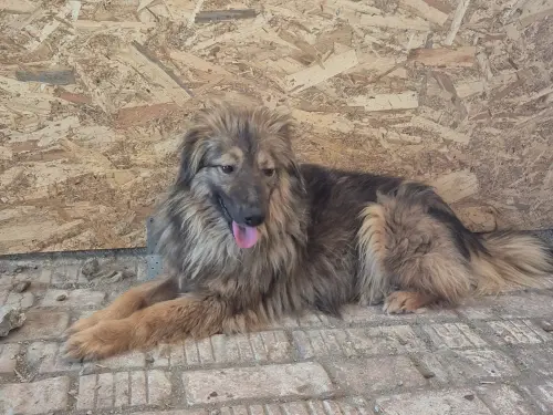 Samson