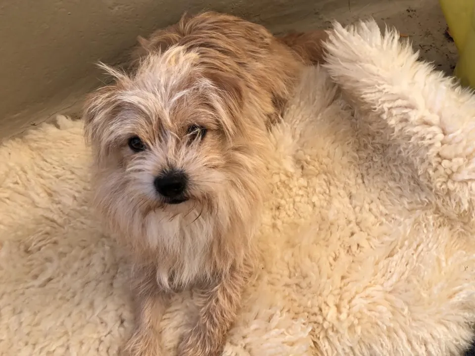 Milou (ehemals Poppy)
