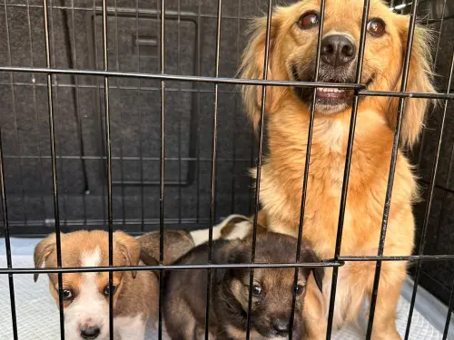 WELPENGRUPPE SLATINA COUNTRY