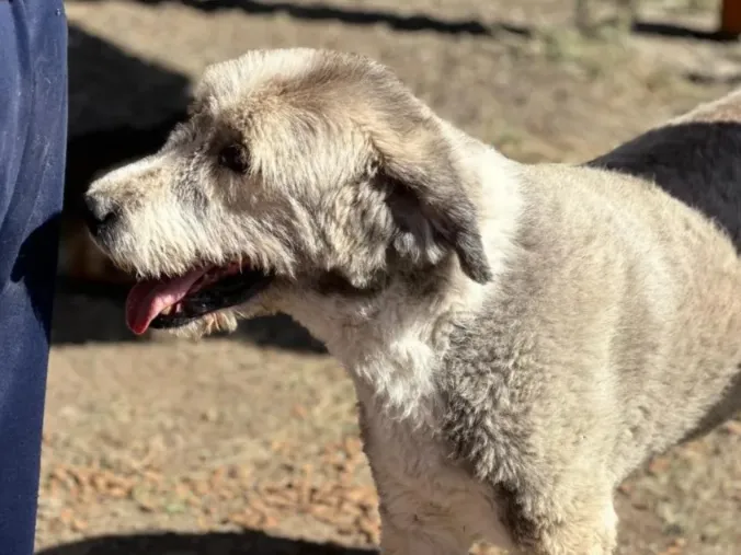 Roko