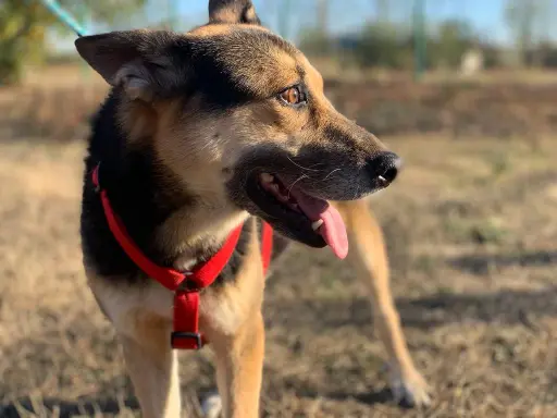 Fiona