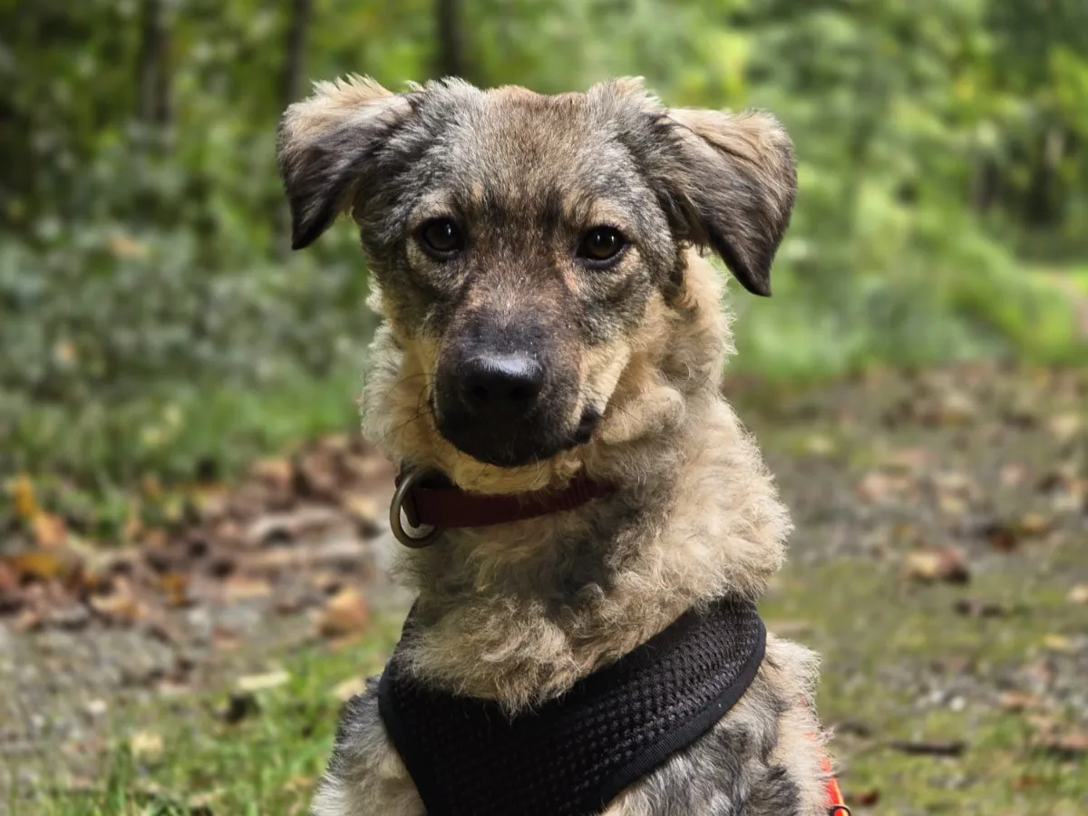 Maya (ehemals Daisy)