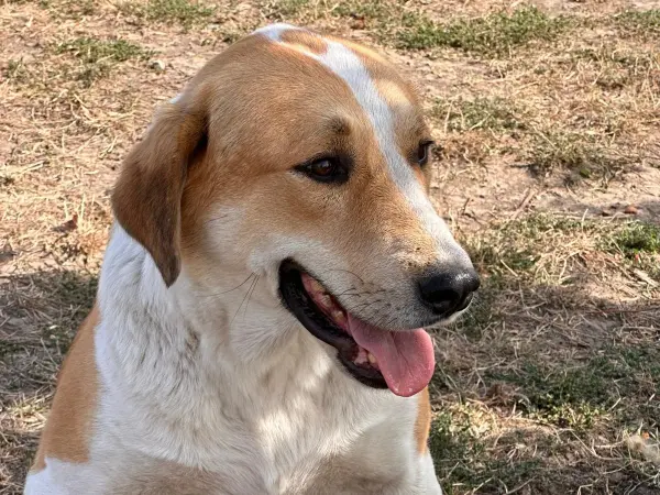 Achilles