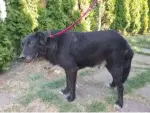 Negrutul