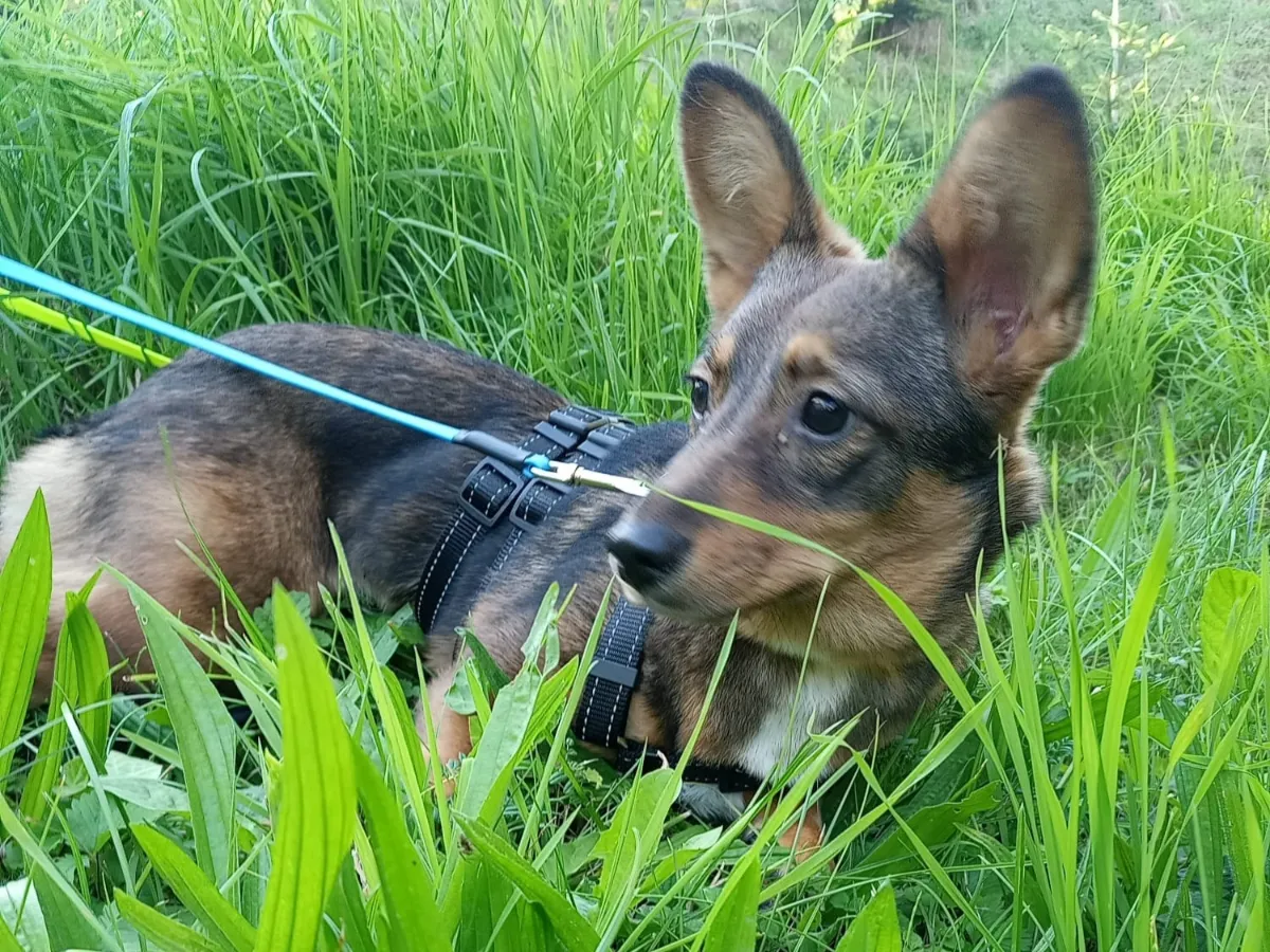 Buffy