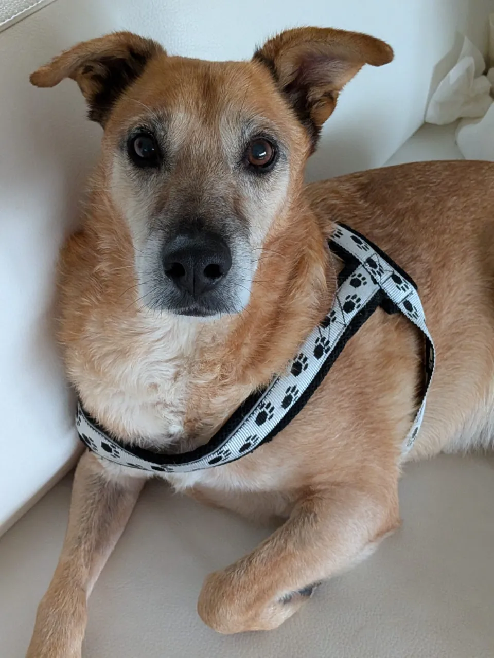 Timmy (ehemals Lance)