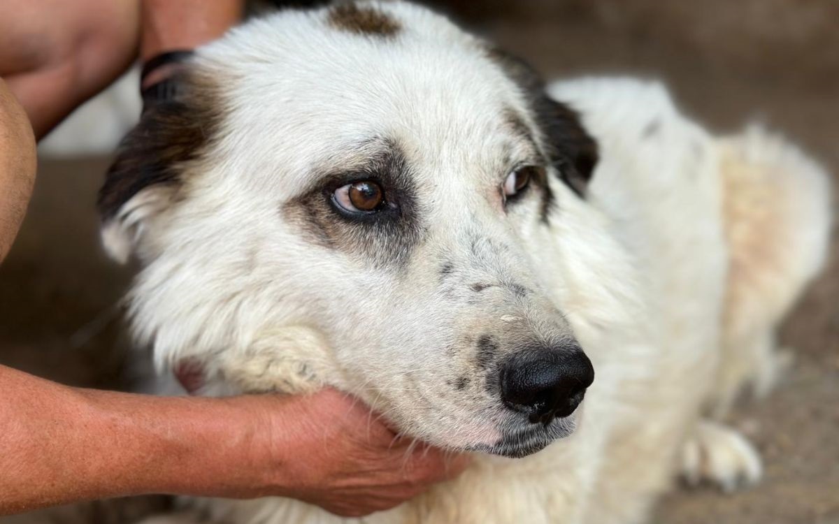 Stressfreie Feiertage mit dem Hund