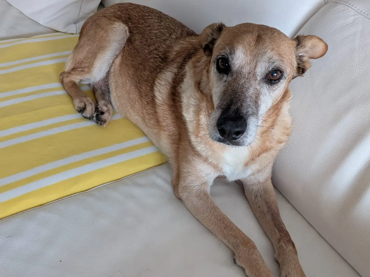 Timmy (ehemals Lance)