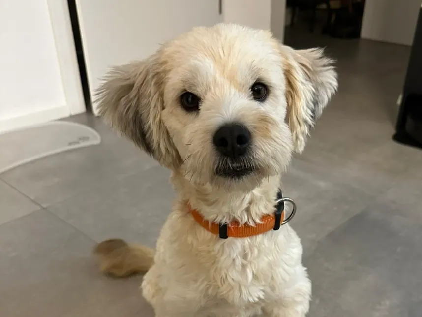 Charlie (ehemals Mario)