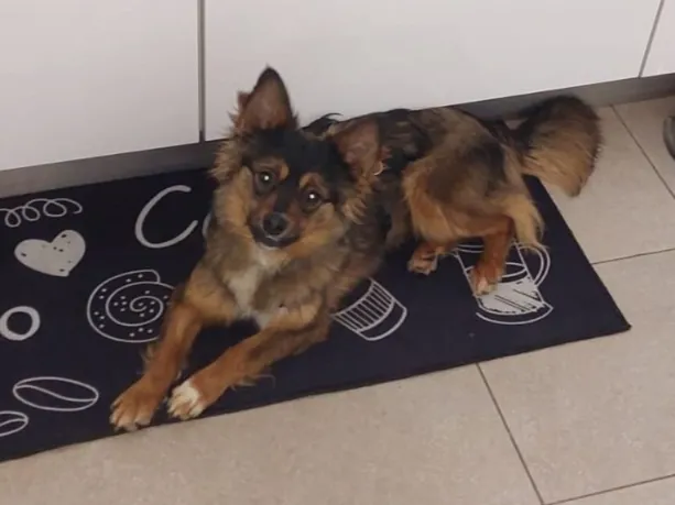 Akyro (ehemals Cisco)