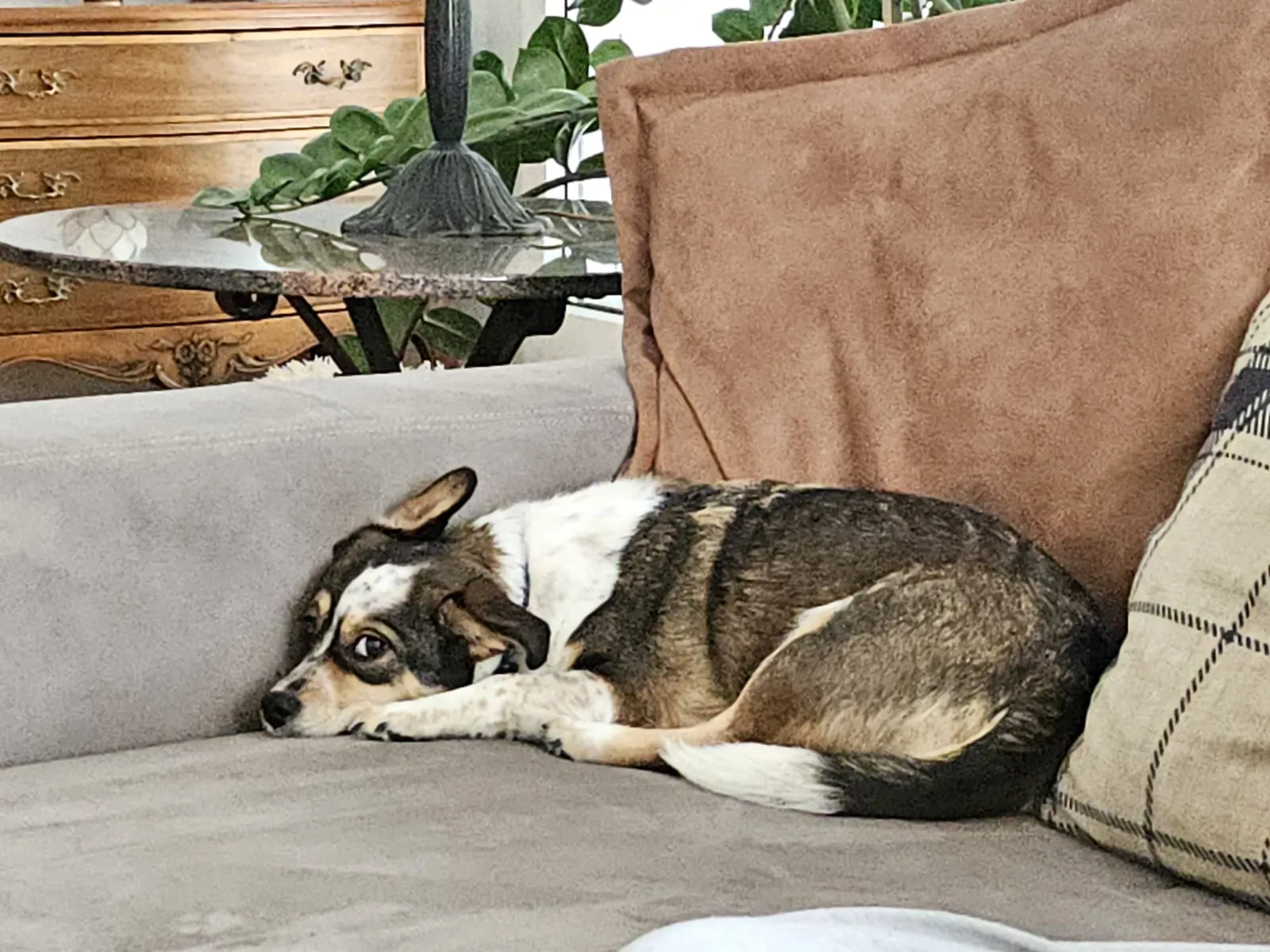 Amber (ehemals Bambina)