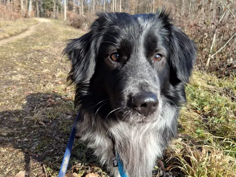 Balou (ehemals Monty)