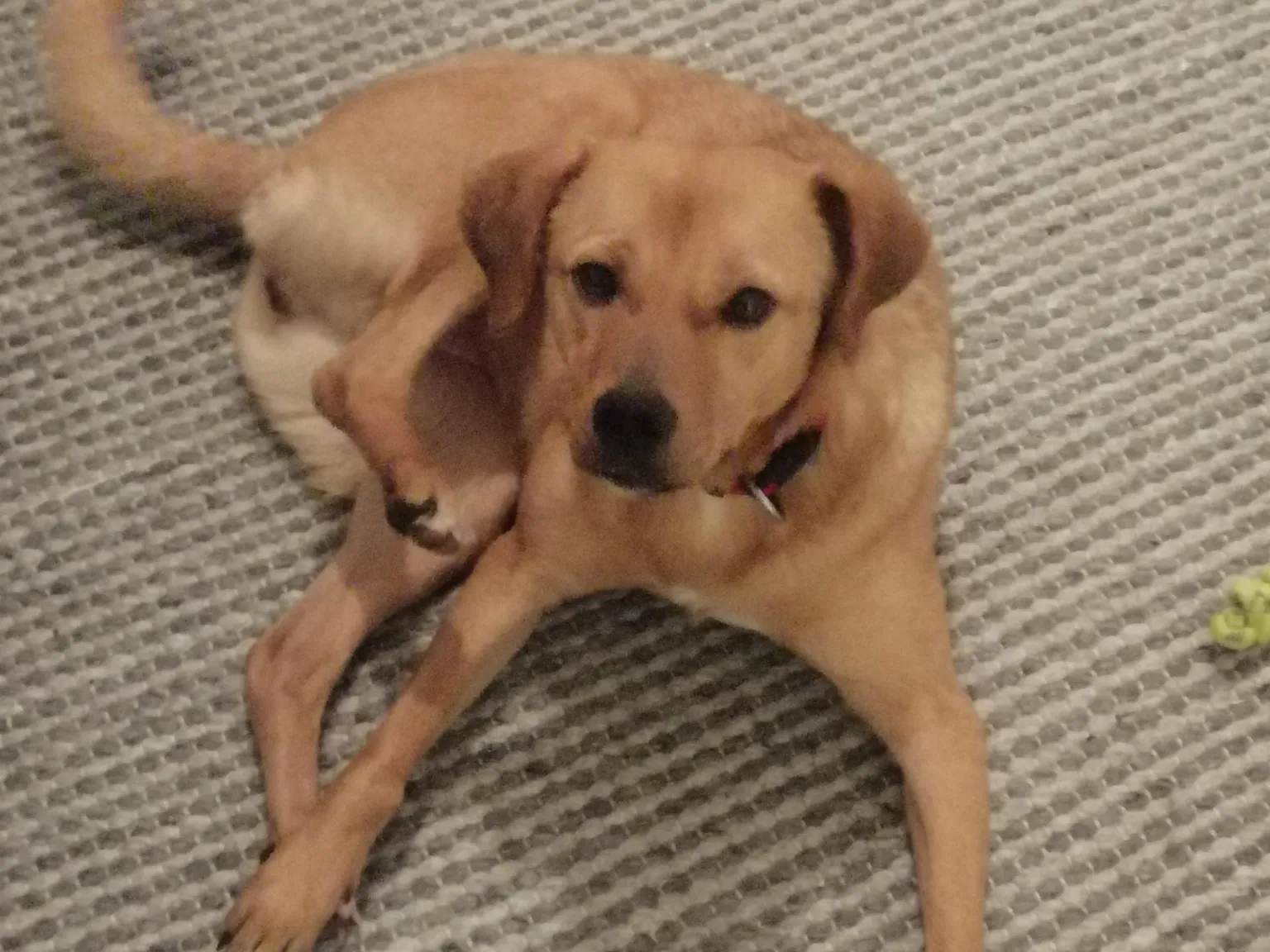 Malou (ehemals Yenka)