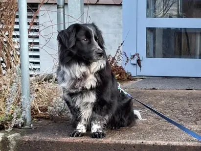 Balou (ehemals Monty)