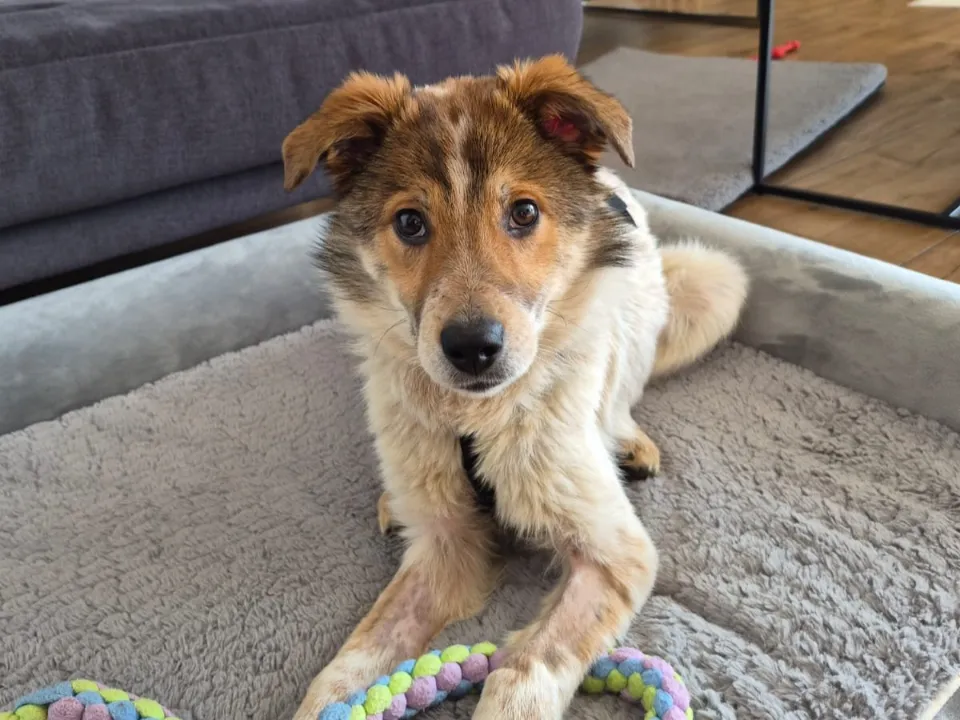 Lani (ehemals Terra)