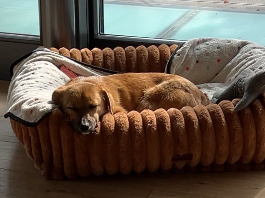 Ellie (ehemals Nellie)