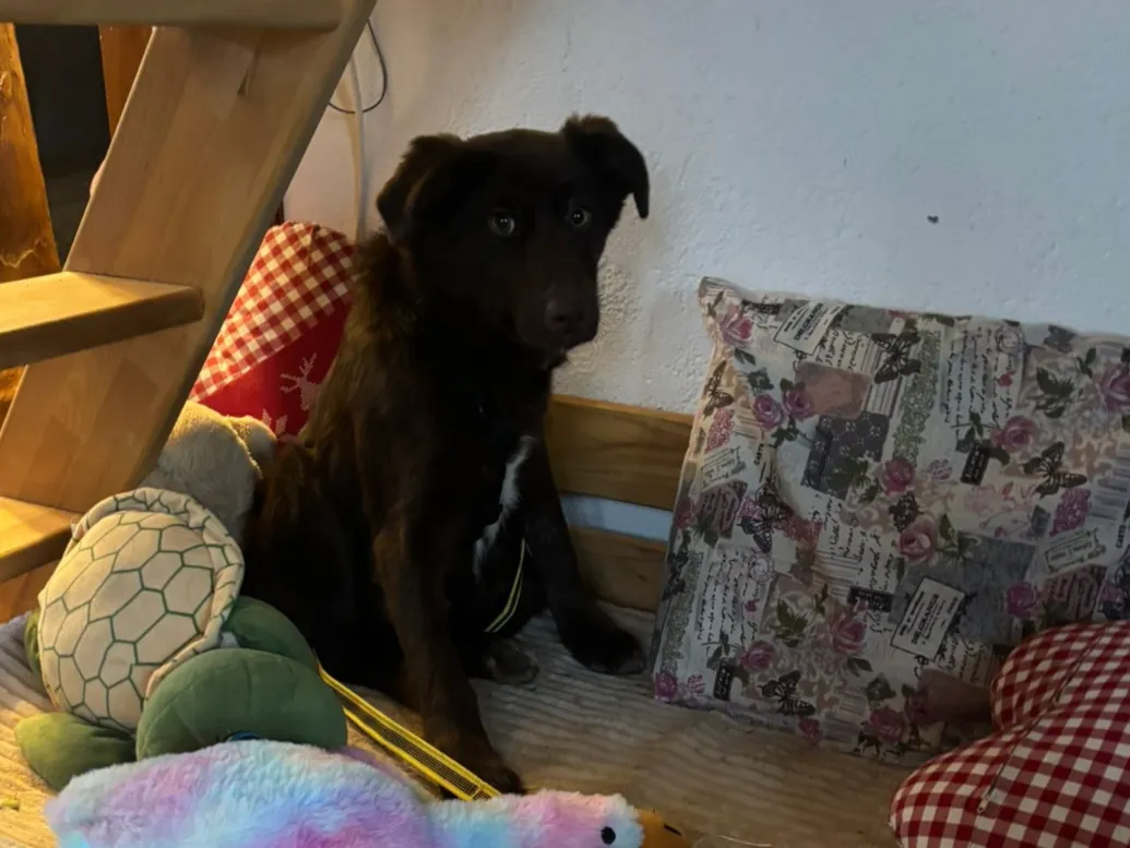 Mayka (ehemals Koda)