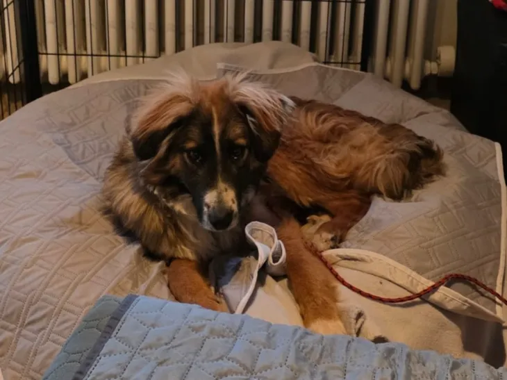 Tavi (ehemals Ursus)