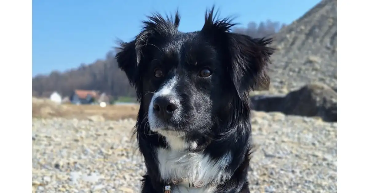 Molly (ehemals Violet)