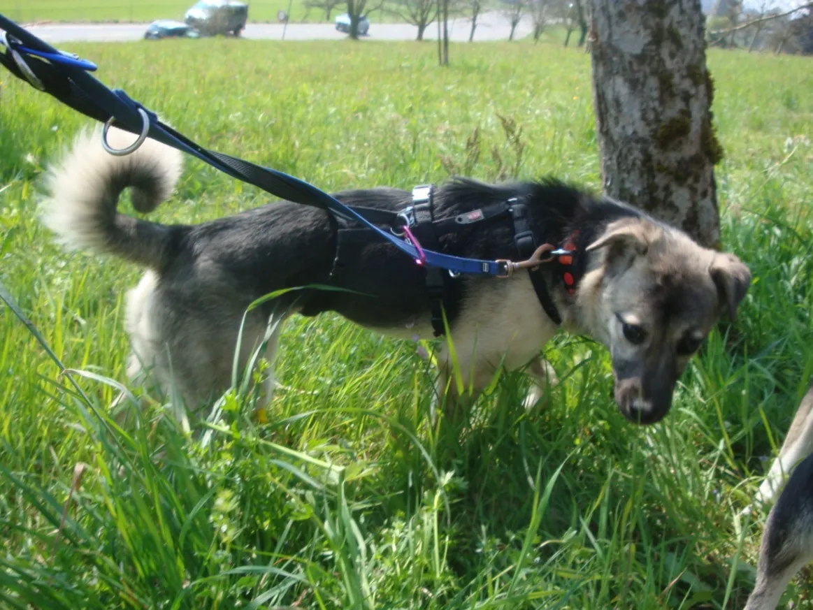 Onida (ehemals Mamba)