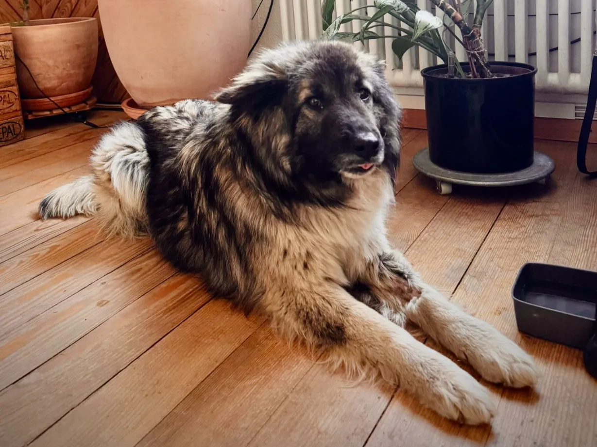 Lory (ehemals Lorena)