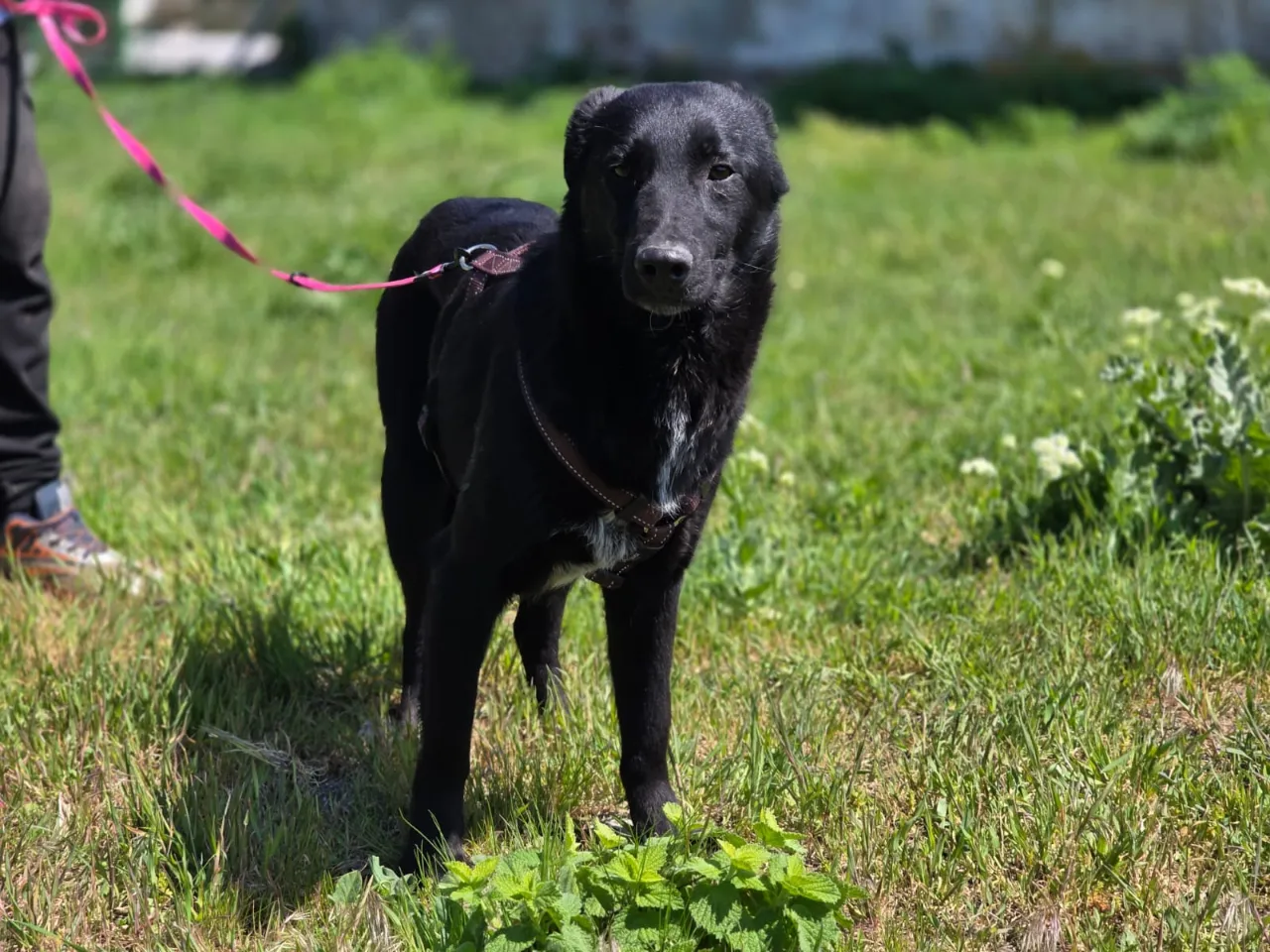Bilbo Beutli (ehemals Elio)