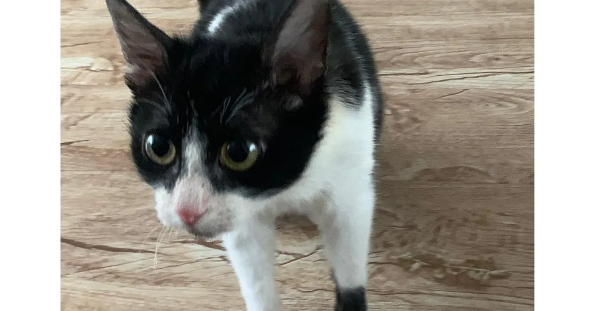 Oreo