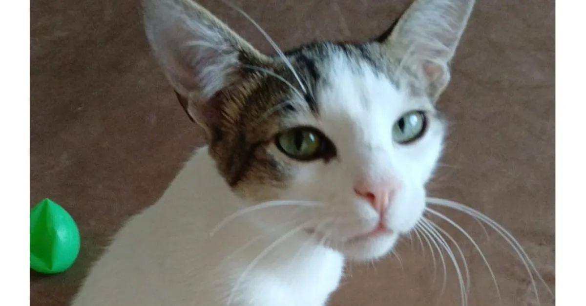 Oli