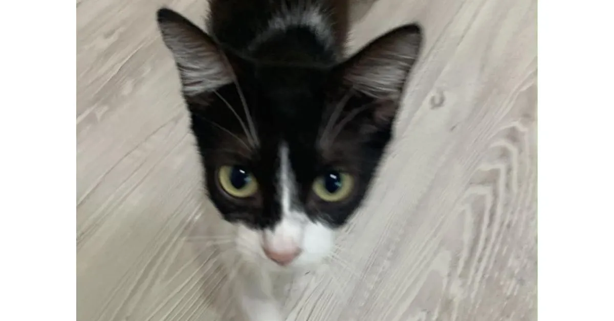 Ria