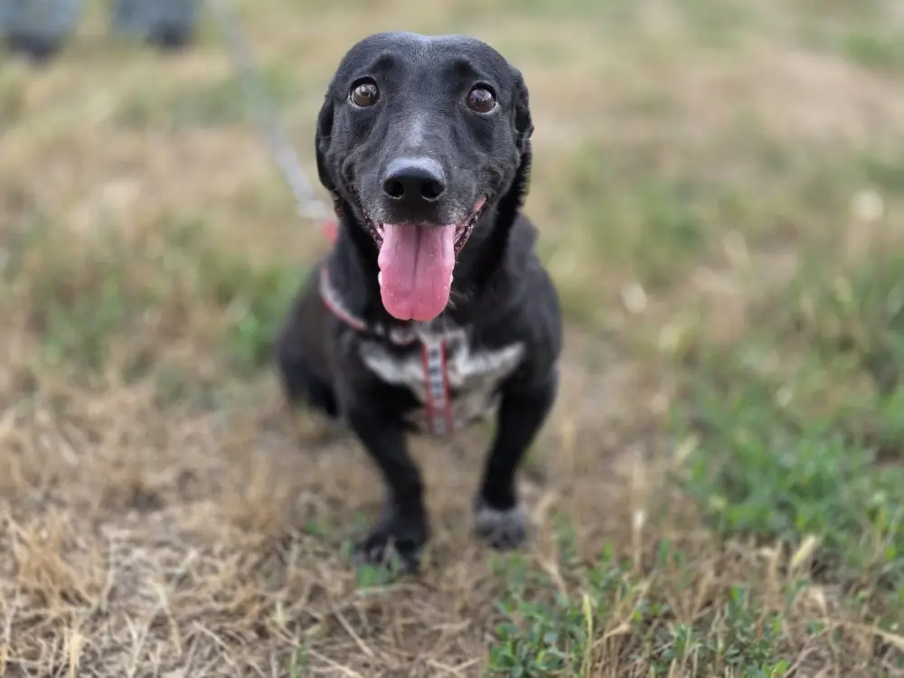 Sally