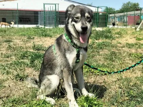 Max