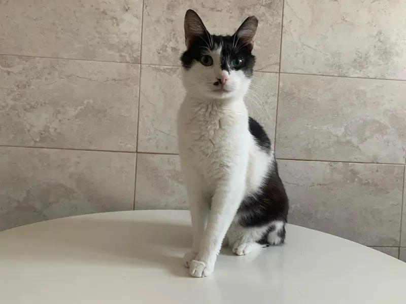 Mauro