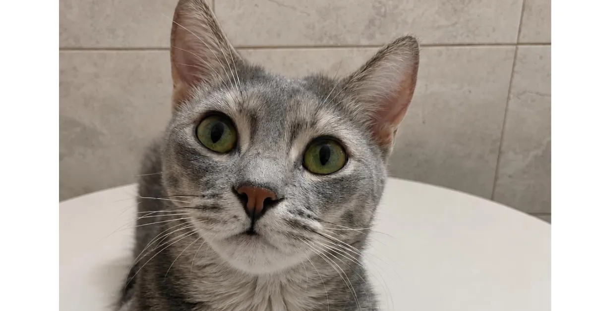 Missie