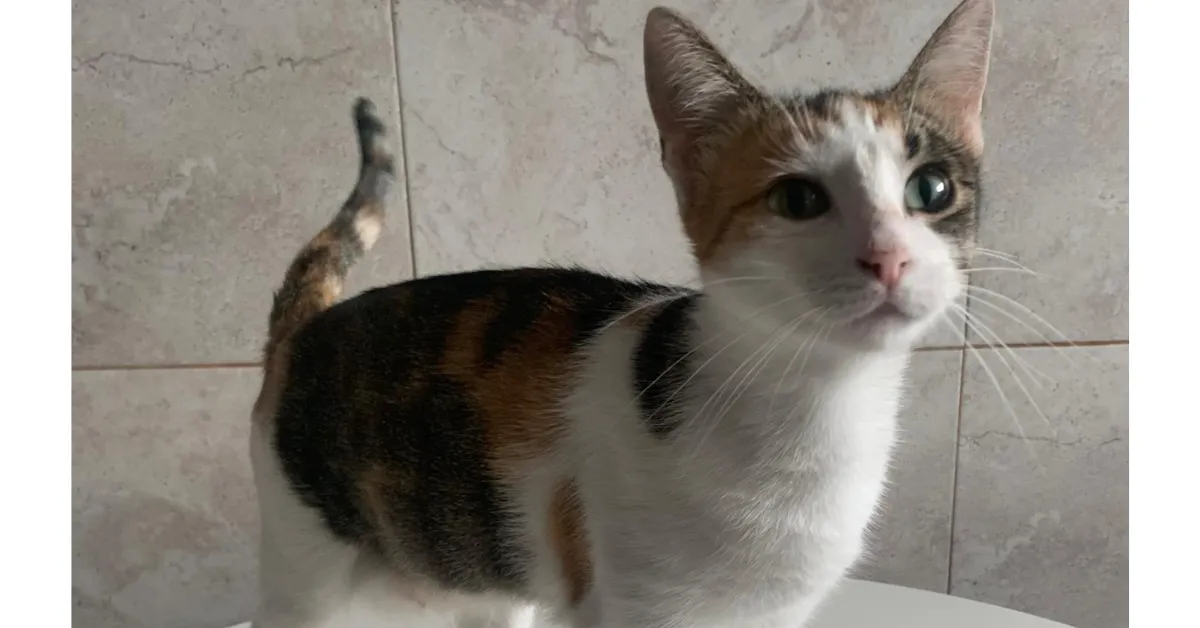 Mika