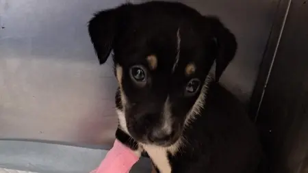Mittelmeerkrankheiten bei Hunden aus Rumänien