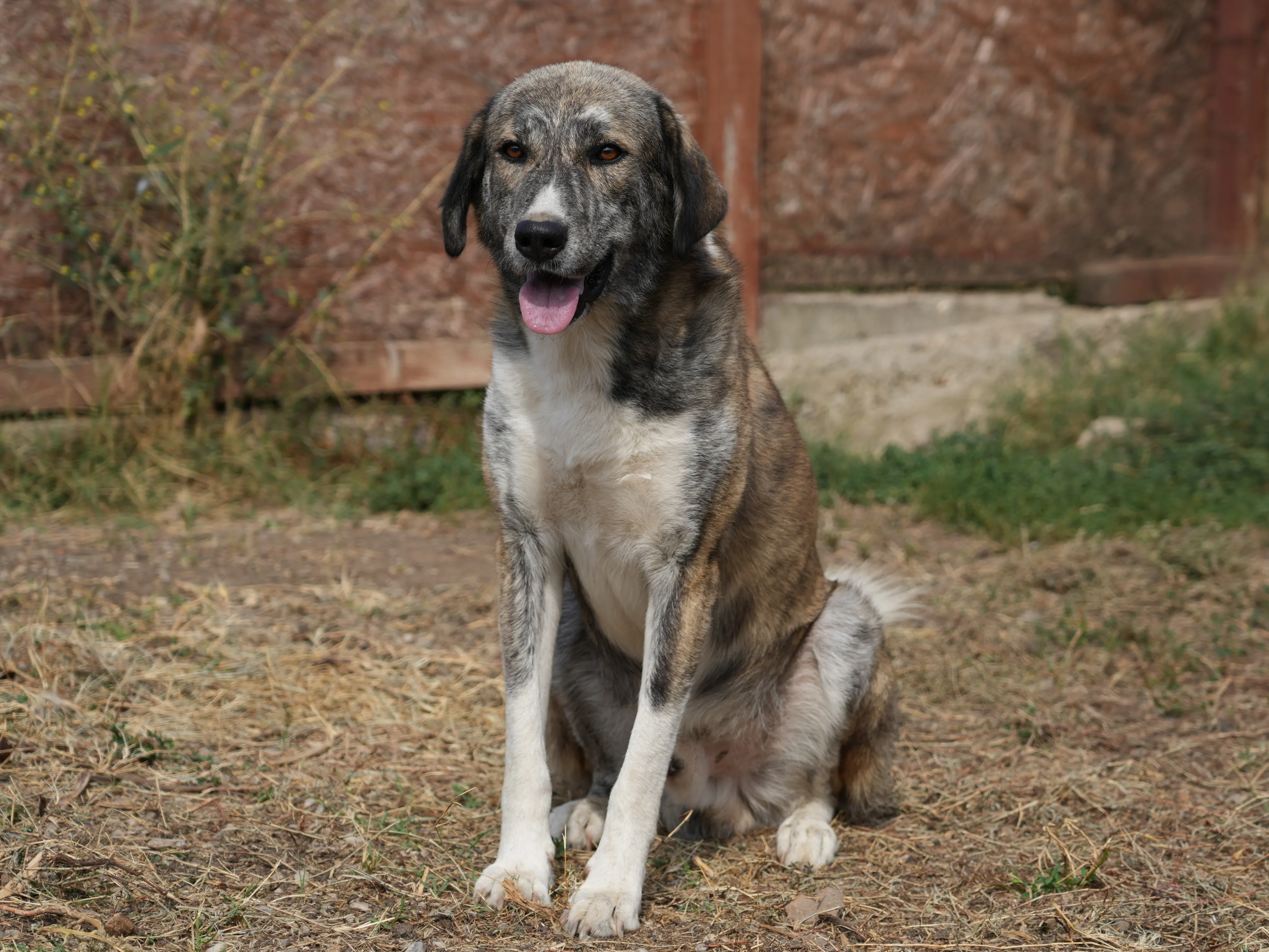 Ares